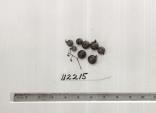 Click for 1 image(s) for this accession. FRUIT